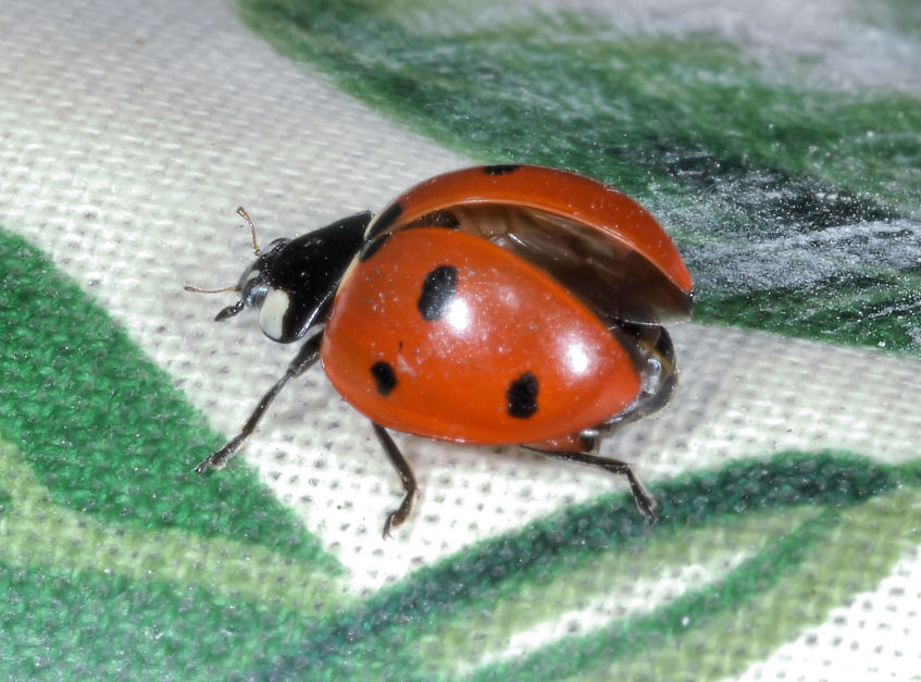 Coccinella infreddolita.....